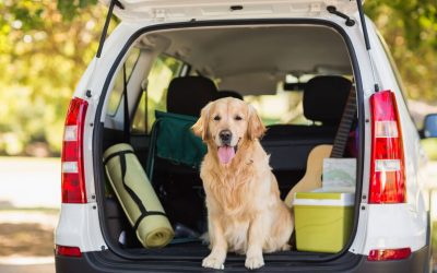 Make Your Road Trips with Your Pets Easier with These Tips