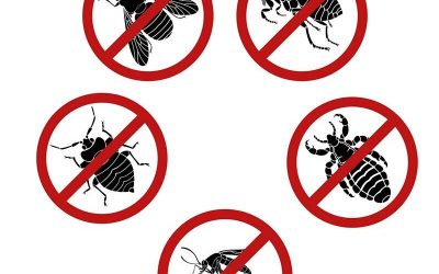 Tips to Get Rid of Pests in Your Home