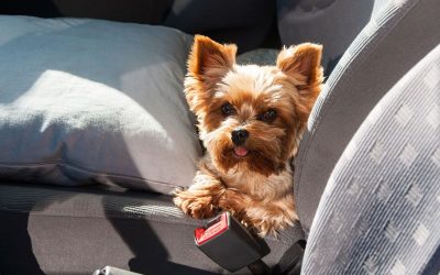 How to Safely Drive with Your Pets in the Car