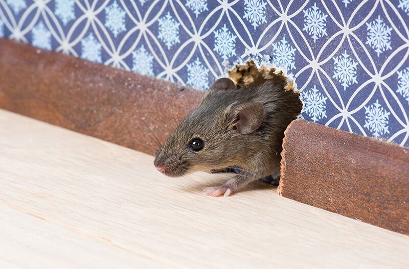 Protect Your Home from Common Pests